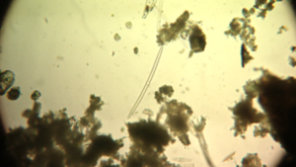 Help identificazione